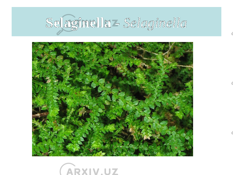 Selaginella - Selaginella 