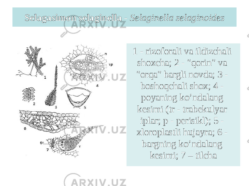Selagasimon selaginella - Selaginella selaginoides 1 - rizoforali va ildizchali shoxcha; 2 - &#34;qorin&#34; va &#34;orqa&#34; bargli novda; 3 - boshoqchali shox; 4 - poyaning ko’ndalang kesimi (tr - trabekulyar iplar; p - perisikl); 5 - xloroplastli hujayra; 6 - bargning ko’ndalang kesimi; 7 – tilcha 