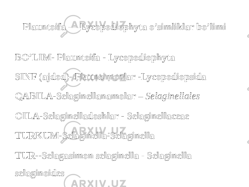 Plauntoifa — Lycopodiophyta o’simliklar bo’limi BO’LIM- Plauntoifa - Lycopodiophyta SINF (аjdod)- Plaunsimonlar -Lycopodiopsida QABILA-Selaginellanamolar – Selaginellales ОILA-Selaginelladoshlar - Selaginellaceae ТURKUM-Selaginella-Selaginella ТUR--Selagasimon selaginella - Selaginella selaginoides 