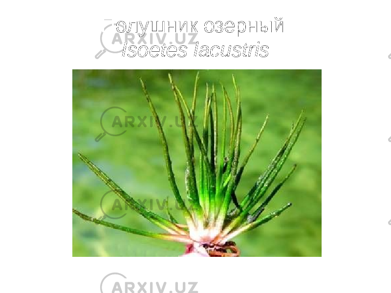 Полушник озерный Isoetes lacustris 