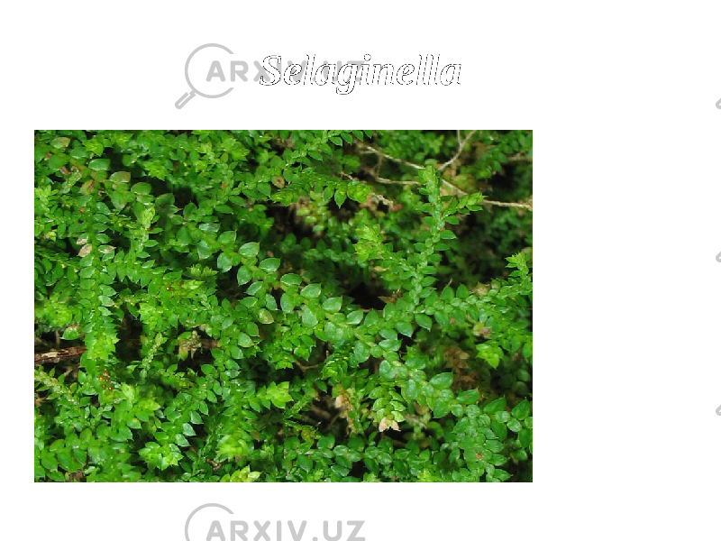 Selaginella 