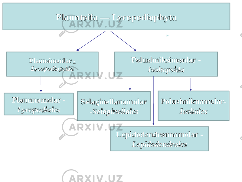 Plauntoifa — Lycopodiophyta Plaunsimonlar - Lycopodiopsida Polushniksimonlar - Isoltopsida Plaunnamolar - Lycopodiales Selaginellanamolar - Selaginellales Polushniknamolar- Isoltales Lepidodendronnamolar - Lepidodendrales 