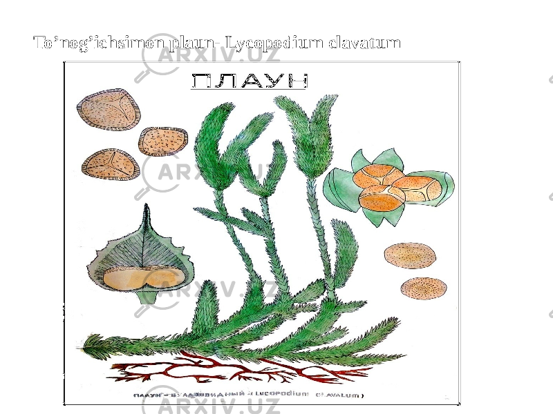 To’nog’ichsimon plaun- Lycopodium clavatum 