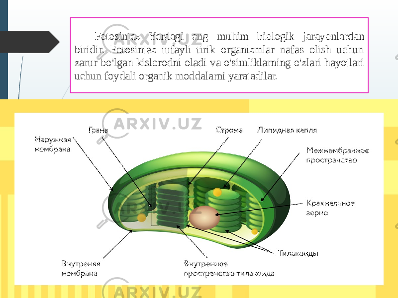 Fotosintez Yerdagi eng muhim biologik jarayonlardan biridir. Fotosintez tufayli tirik organizmlar nafas olish uchun zarur bo&#39;lgan kislorodni oladi va o&#39;simliklarning o&#39;zlari hayotlari uchun foydali organik moddalarni yaratadilar. 