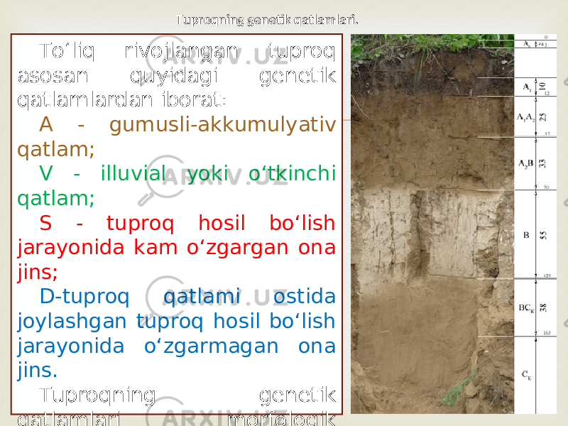 To‘liq rivojlangan tuproq asosan quyidagi genetik qatlamlardan iborat: A - gumusli-akkumulyativ qatlam; V - illuvial yoki o‘tkinchi qatlam; S - tuproq hosil bo‘lish jarayonida kam o‘zgargan ona jins; D-tuproq qatlami ostida joylashgan tuproq hosil bo‘lish jarayonida o‘zgarmagan ona jins. Tuproqning genetik qatlamlari morfologik belgilarning miqdoriy ko‘rsatkichlari va boshqa xususiyatlariga qarab qatlamchalarga bo‘linishi mumkin (A, A0, A1, A2 va h.k.). Tuproqning genetik qatlamlari. 