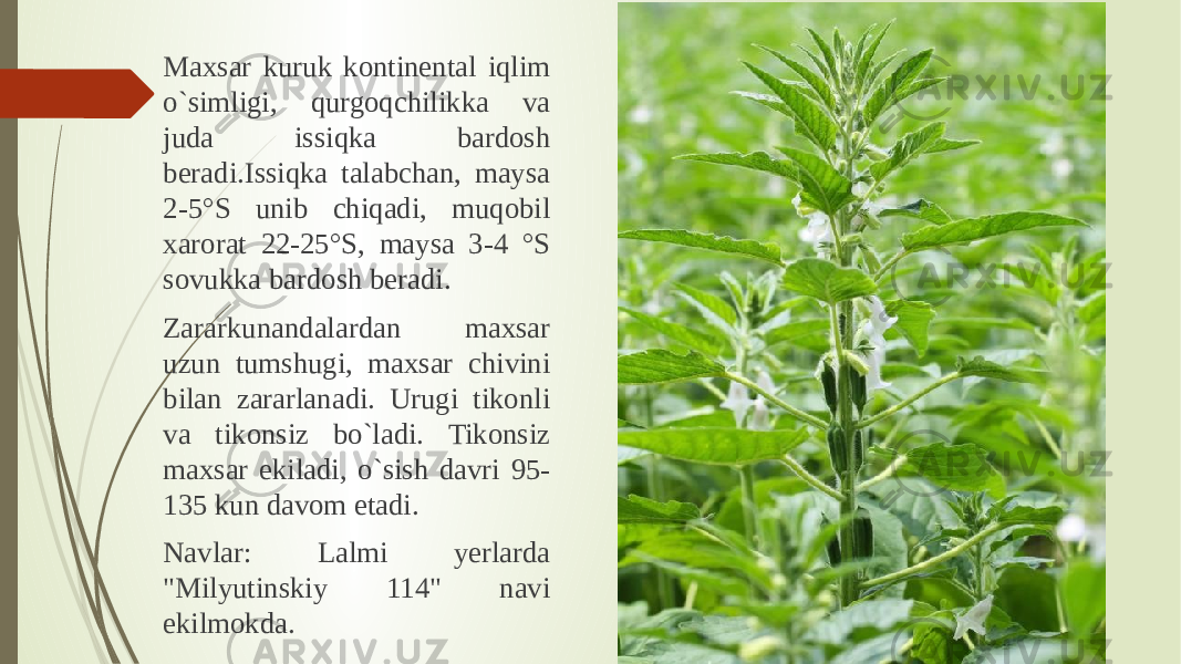 Maxsar kuruk kontinental iqlim o`simligi, qurgoqchilikka va juda issiqka bardosh beradi.Issiqka talabchan, maysa 2-5°S unib chiqadi, muqobil xarorat 22-25°S, maysa 3-4 °S sovukka bardosh beradi. Zararkunandalardan maxsar uzun tumshugi, maxsar chivini bilan zararlanadi. Urugi tikonli va tikonsiz bo`ladi. Tikonsiz maxsar ekiladi, o`sish davri 95- 135 kun davom etadi. Navlar: Lalmi yerlarda &#34;Milyutinskiy 114&#34; navi ekilmokda. 