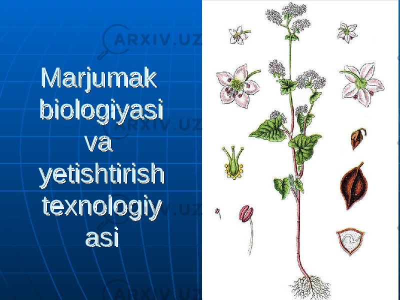Marjumak Marjumak biologiyasi biologiyasi va va yetishtirish yetishtirish texnologiytexnologiy asi asi 
