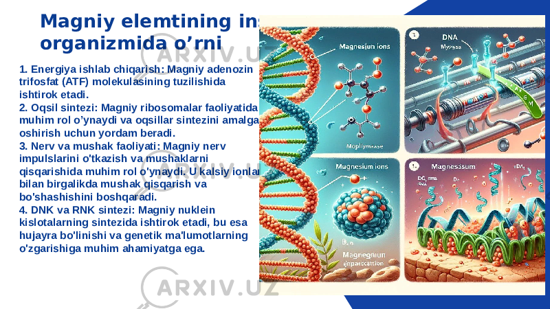 Magniy elemtining inson organizmida o’rni 1. Energiya ishlab chiqarish: Magniy adenozin trifosfat (ATF) molekulasining tuzilishida ishtirok etadi. 2. Oqsil sintezi: Magniy ribosomalar faoliyatida muhim rol o’ynaydi va oqsillar sintezini amalga oshirish uchun yordam beradi. 3. Nerv va mushak faoliyati: Magniy nerv impulslarini o&#39;tkazish va mushaklarni qisqarishida muhim rol o&#39;ynaydi. U kalsiy ionlari bilan birgalikda mushak qisqarish va bo&#39;shashishini boshqaradi. 4. DNK va RNK sintezi: Magniy nuklein kislotalarning sintezida ishtirok etadi, bu esa hujayra bo&#39;linishi va genetik ma&#39;lumotlarning o&#39;zgarishiga muhim ahamiyatga ega. 