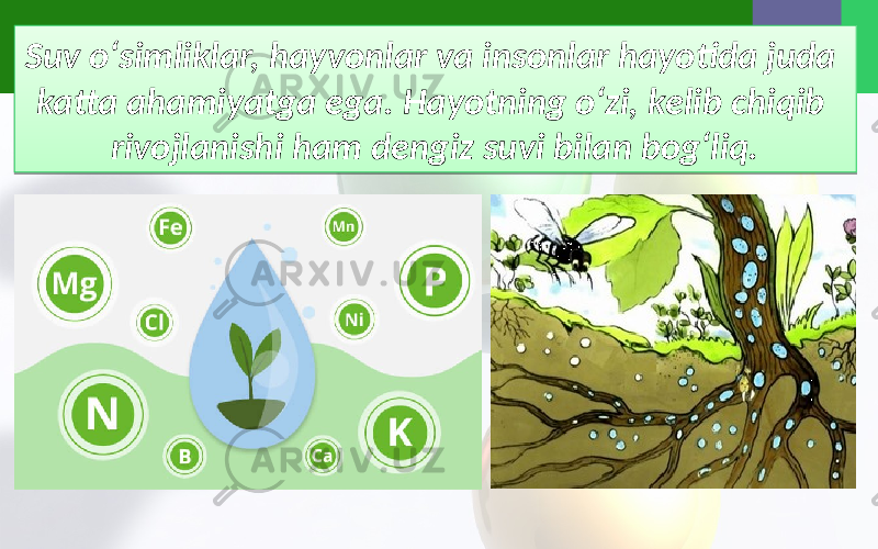 Suv o‘simliklar, hayvonlar va insonlar hayotida juda katta ahamiyatga ega. Hayotning o‘zi, kelib chiqib rivojlanishi ham dengiz suvi bilan bog‘liq.01 1C 0C05 