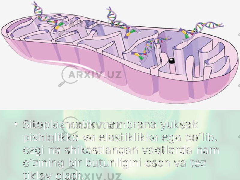 • Sitoplazmatik membrana yuksak pishiqlikka va elastiklikka ega bo‘lib, ozgi na shikastlangan vaqtlarda ham o‘zining bir butunligini oson va tez tiklay oladi. 