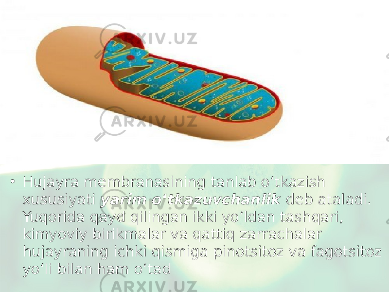 • Hujayra membranasining tanlab o‘tkazish xususiyati yarim o ‘ tkazuvchanlik deb ataladi. Yuqorida qayd qilingan ikki yo‘ldan tashqari, kimyoviy birikmalar va qattiq zarrachalar hujayraning ichki qismiga pinotsitoz va fagotsitoz yo‘li bilan ham o‘tad 