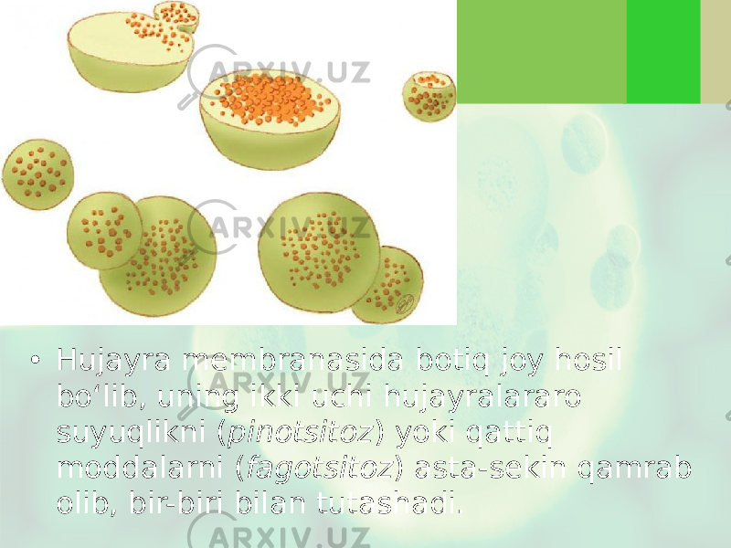 • Hujayra membranasida botiq joy hosil bo‘lib, uning ikki uchi hujayralararo suyuqlikni ( pinotsitoz ) yoki qattiq moddalarni ( fagotsitoz ) asta-sekin qamrab olib, bir-biri bilan tutashadi. 