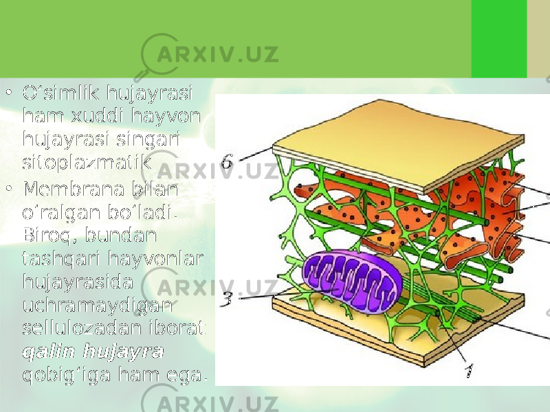 • O‘simlik hujayrasi ham xuddi hayvon hujayrasi singari sitoplazmatik • Membrana bilan o‘ralgan bo‘ladi. Biroq, bundan tashqari hayvonlar hujayrasida uchramaydigan sellulozadan iborat qalin hujayra qobig‘iga ham ega. 