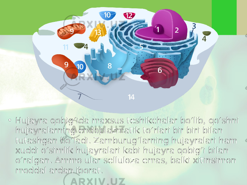 • Hujayra qobig‘ida maxsus teshikchalar bo‘lib, qo‘shni hujayralarning endoplazmatik to‘rlari bir biri bilan tutashgan bo‘ladi. Zamburug‘larning hujayralari ham xuddi o‘simlik hujayralari kabi hujayra qobig‘i bilan o‘ralgan. Ammo ular selluloza emas, balki xitinsimon moddal ardan iborat. 