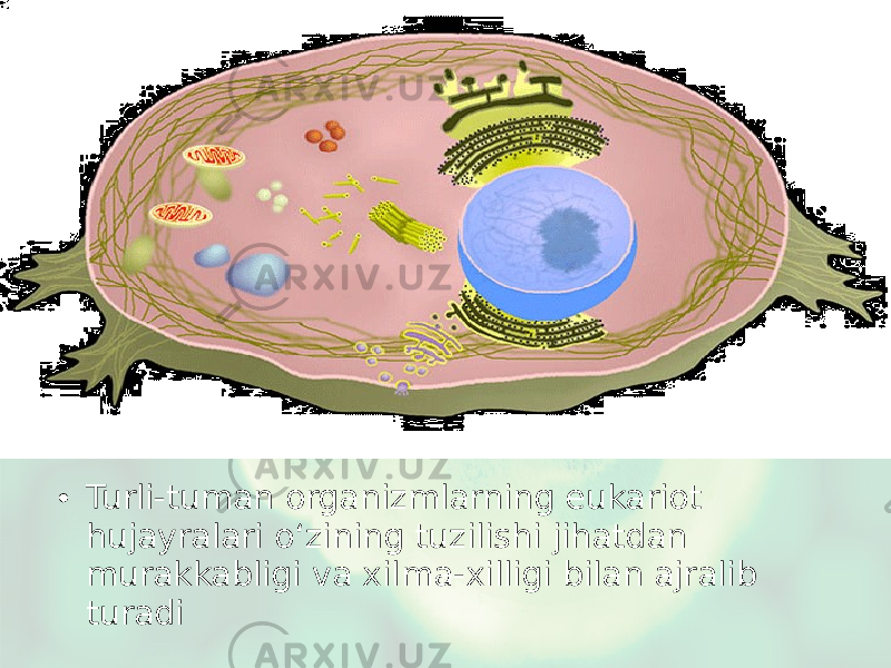 • Turli-tuman organizmlarning eukariot hujayralari o‘zining tuzilishi jihatdan murakkabligi va xilma-xilligi bilan ajralib turadi 