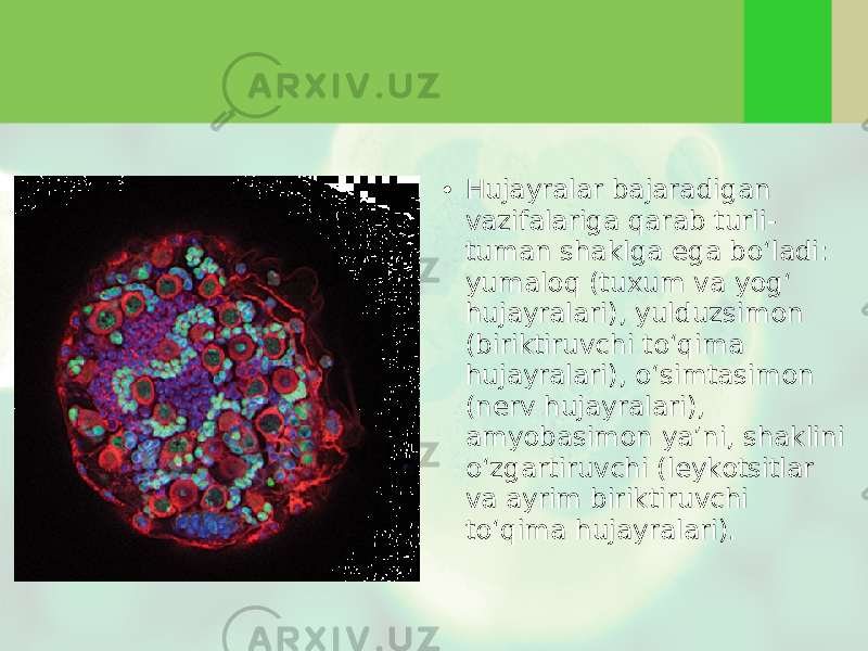 • Hujayralar bajaradigan vazifalariga qarab turli- tuman shaklga ega bo‘ladi: yumaloq (tuxum va yog‘ hujayralari), yulduzsimon (biriktiruvchi to‘qima hujayralari), o‘simtasimon (nerv hujayralari), amyobasimon ya’ni, shaklini o‘zgartiruvchi (leykotsitlar va ayrim biriktiruvchi to‘qima hujayralari). 