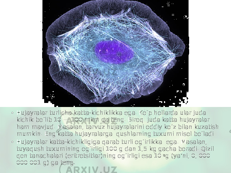 • Hujayralar turlicha katta-kichiklikka ega. Ko‘p hollarda ular juda kichik bo‘lib 10 — 100 mkm ga teng. Biroq juda katta hujayralar ham mavjud. Masalan, tarvuz hujayralarini oddiy ko‘z bilan kuzatish mumkin. Eng katta hujayralarga qushlarning tuxumi misol bo‘ladi • Hujayralar katta-kichikligiga qarab turli og‘irlikka ega. Masalan, tuyaqush tuxumining og‘irligi 100 g dan 1,5 kg gacha boradi. Qizil qon tanachalari (eritrotsitlar)ning og‘irligi esa 10 -9 g (ya’ni, 0, 000 000 001 g) ga teng. 