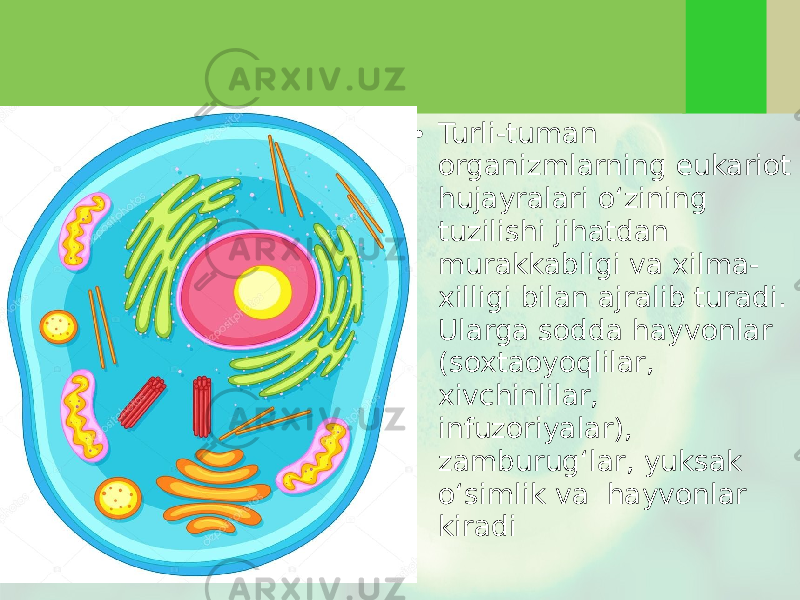 • Turli-tuman organizmlarning eukariot hujayralari o‘zining tuzilishi jihatdan murakkabligi va xilma- xilligi bilan ajralib turadi. Ularga sodda hayvonlar (soxtaoyoqlilar, xivchinlilar, infuzoriyalar), zamburug‘lar, yuksak o‘simlik va hayvonlar kiradi 