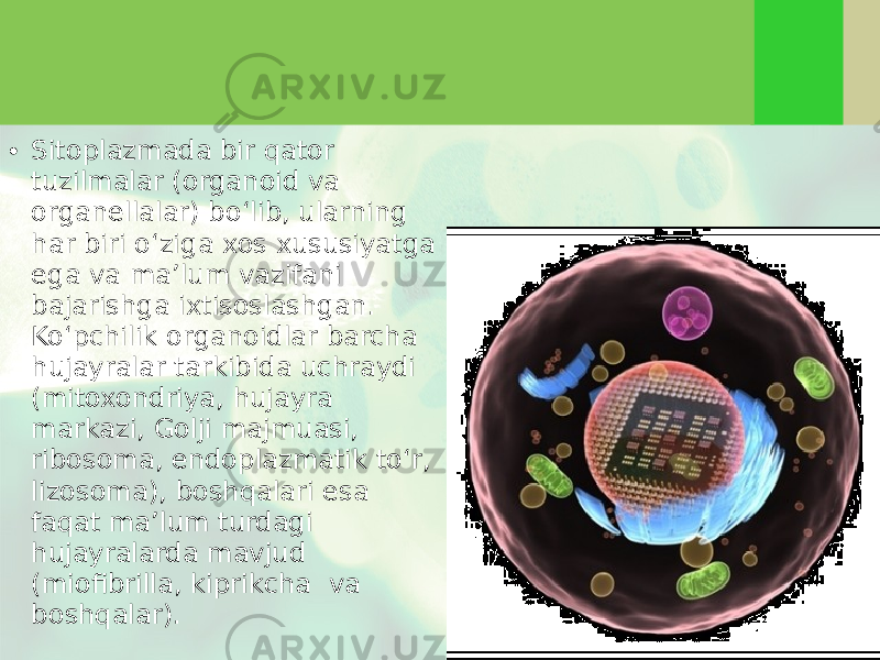 • Sitoplazmada bir qator tuzilmalar (organoid va organellalar) bo‘lib, ularning har biri o‘ziga xos xususiyatga ega va ma’lum vazifani bajarishga ixtisoslashgan. Ko‘pchilik organoidlar barcha hujayralar tarkibida uchraydi (mitoxondriya, hujayra markazi, Golji majmuasi, ribosoma, endoplazmatik to‘r, lizosoma), boshqalari esa faqat ma’lum turdagi hujayralarda mavjud (miofibrilla, kiprikcha va boshqalar). 