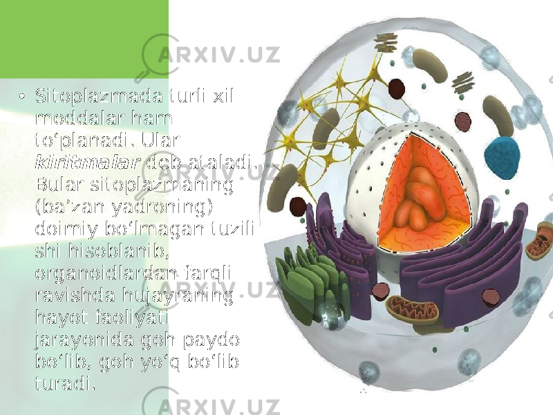 • Sitoplazmada turli xil moddalar ham to‘planadi. Ular kiritmalar deb ataladi. Bular sitoplazmaning (ba’zan yadroning) doimiy bo‘lmagan tuzili shi hisoblanib, organoidlardan farqli ravishda hujayraning hayot faoliyati jarayonida goh paydo bo‘lib, goh yo‘q bo‘lib turadi. 