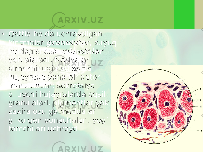 • Qattiq holda uchraydigan kiritmalar granulalar , suyuq holdagisi esa vakuolalar deb ataladi. Moddalar almashinuvi natijasida hujayrada yana bir qator mahsulotlar: sekretsiya qiluvchi hujayralarda oqsil granulalari, pigmentlar yoki zaxira ozu qa moddalar — gliko gen donachalari, yog‘ tomchilari uchraydi. 