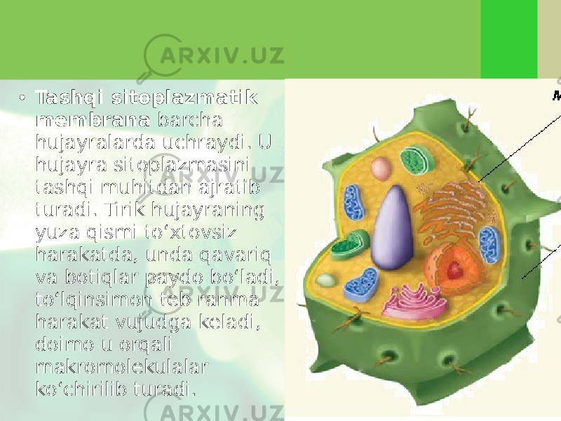 • Tashqi sitoplazmatik membrana barcha hujayralarda uchraydi. U hujayra sitoplazmasini tashqi muhitdan ajratib turadi. Tirik hujayraning yuza qismi to‘xtovsiz harakatda, unda qavariq va botiqlar paydo bo‘ladi, to‘lqinsimon teb ranma harakat vujudga keladi, doimo u orqali makromolekulalar ko‘chirilib turadi. 