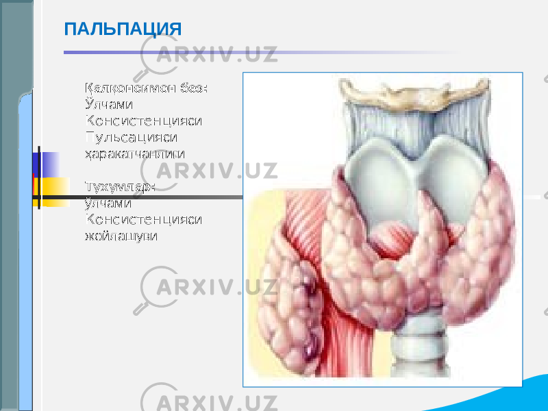 Қалқонсимон без : Ўлчами Консистенция си Пульсация си ҳаракатчанлиги   Тухумлар : ўлчами Консистенция си жойлашувиПАЛЬПАЦИЯ 