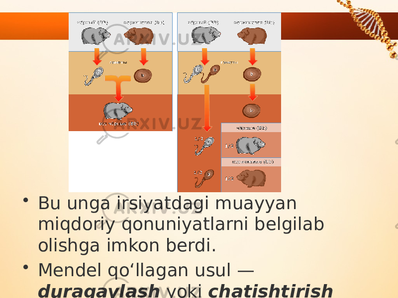 • Bu unga irsiyatdagi muayyan miqdoriy qonuniyatlarni belgilab olishga imkon berdi. • Mendel qo‘llagan usul — duragaylash yoki chatishtirish usuli deb ataladi. 