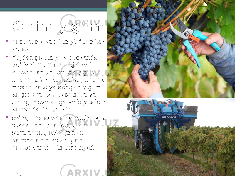 O&#39;rim-yig&#39;im • hosilni o&#39;z vaqtida yig&#39;ib olish kerak. • Yig&#39;ish qo&#39;lda yoki mexanik bo&#39;lishi mumkin. Tajribali vinochilar uni qo&#39;lda yig&#39;ib olishni afzal ko&#39;radilar, chunki mexanizatsiyalashgan yig&#39;im ko&#39;pincha uzumzor buta va uning mevalariga salbiy ta&#39;sir ko&#39;rsatishi mumkin. • so&#39;ng , rezavorlar vinochilikka etkazilishi bilanoq, ular saralanadi, chirigan va parchalanib ketadigan hovuchlarni olib tashlaydi. 6 