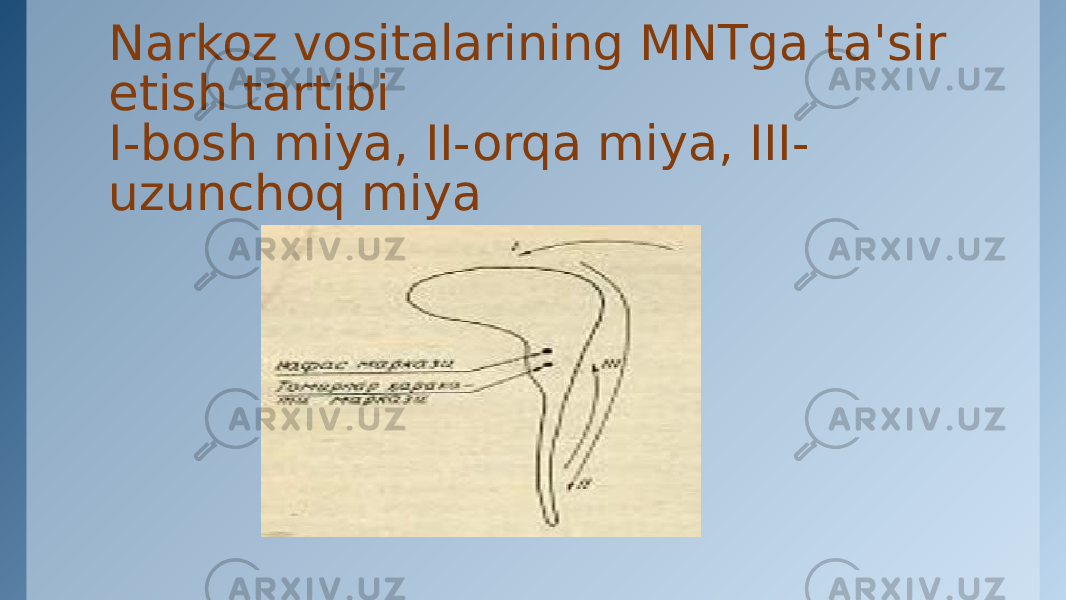 Narkoz vositalarining MNTga ta&#39;sir etish tartibi I-bosh miya, II-orqa miya, III- uzunchoq miya 