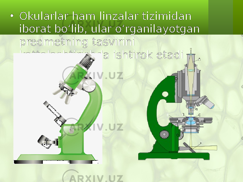 • Оkularlar ham linzalar tizimidan iborat bo‘lib, ular o‘rganilayotgan predmetning tasvirini kattalashtirishda ishtirok etadi 