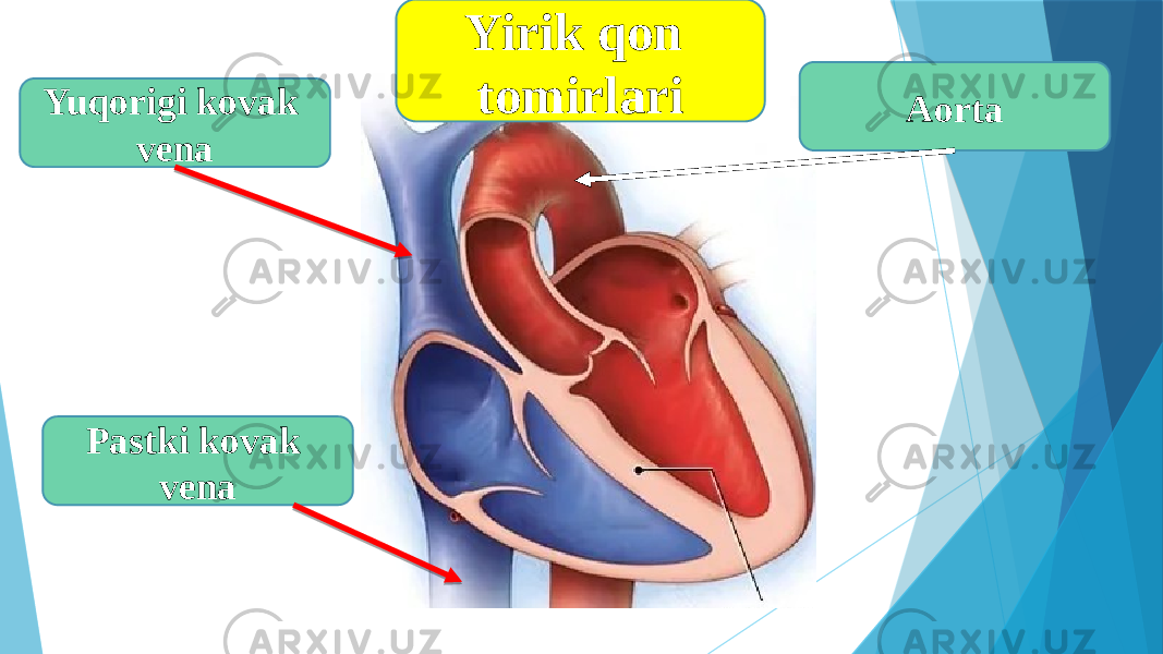 Yuqorigi kovak vena Pastki kovak vena AortaYirik qon tomirlari 