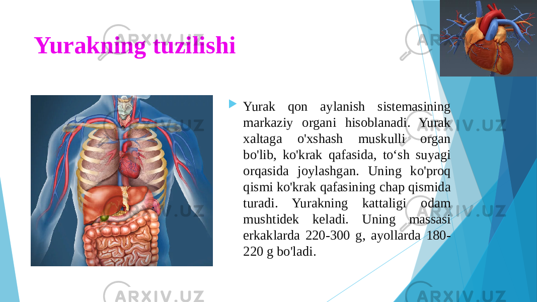 Yurakning tuzilishi  Yurak qon aylanish sistemasining markaziy organi hisoblanadi. Yurak xaltaga o&#39;xshash muskulli organ bo&#39;lib, ko&#39;krak qafasida, to‘sh suyagi orqasida joylashgan. Uning ko&#39;proq qismi ko&#39;krak qafasining chap qismida turadi. Yurakning kattaligi odam mushtidek keladi. Uning massasi erkaklarda 220-300 g, ayollarda 180- 220 g bo&#39;ladi. 