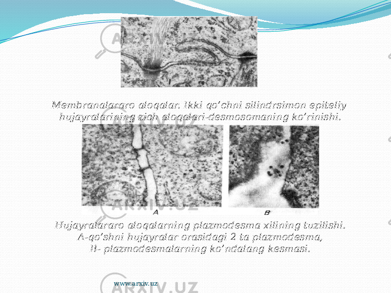 Membranalararo aloqalar. Ikki qo’chni silindrsimon epiteliy hujayralarining zich aloqalari-desmosomaning ko’rinishi. Hujayralararo aloqalarning plazmodesma xilining tuzilishi. A-qo’shni hujayralar orasidagi 2 ta plazmodesma, B- plazmodesmalarning ko’ndalang kesmasi. www.arxiv.uz 