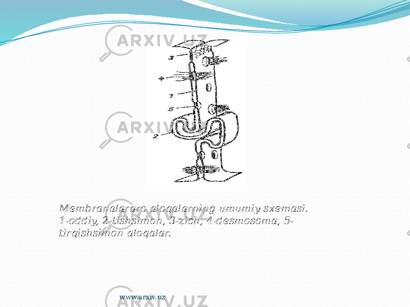 Membranalararo aloqalarning umumiy sxemasi. 1-oddiy, 2-tishsimon, 3-zich, 4-desmosoma, 5- tirqishsimon aloqalar. www.arxiv.uz 