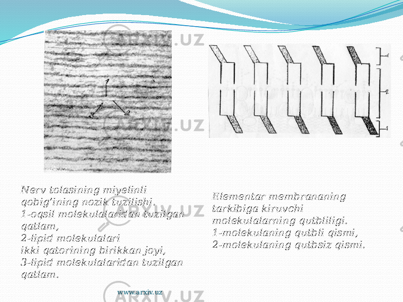 Nerv tolasining miyelinli qobig’ining nozik tuzilishi. 1-oqsil molekulalaridan tuzilgan qatlam, 2-lipid molekulalari ikki qatorining birikkan joyi, 3-lipid molekulalaridan tuzilgan qatlam. Elementar membrananing tarkibiga kiruvchi molekulalarning qutbliligi. 1-molekulaning qutbli qismi, 2-molekulaning qutbsiz qismi. www.arxiv.uz 