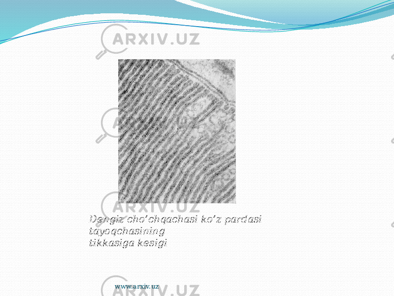 Dengiz cho’chqachasi ko’z pardasi tayoqchasining tikkasiga kesigi www.arxiv.uz 