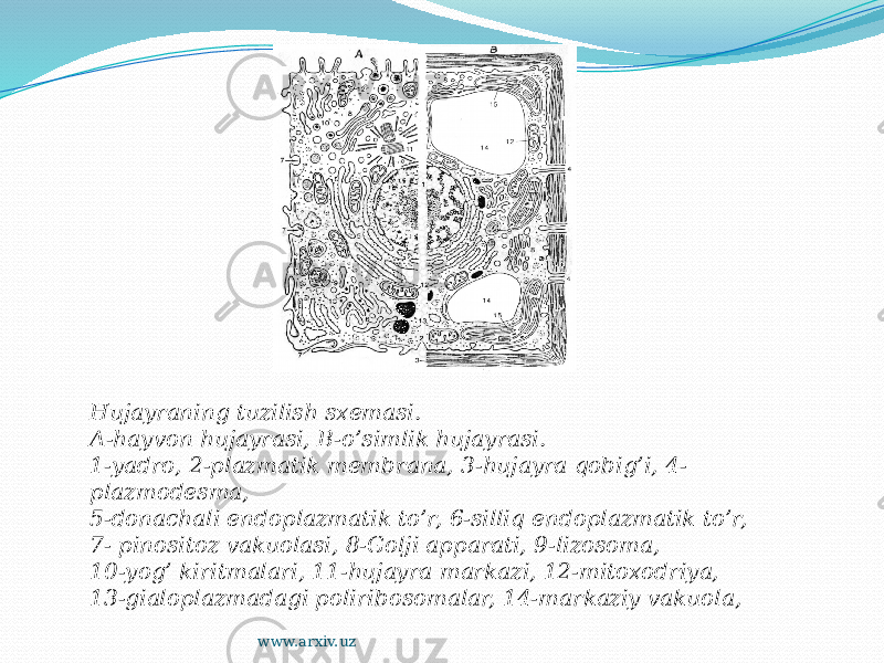 Hujayraning tuzilish sxemasi. A-hayvon hujayrasi, B-o’simlik hujayrasi. 1-yadro, 2-plazmatik membrana, 3-hujayra qobig’i, 4- plazmodesma, 5-donachali endoplazmatik to’r, 6-silliq endoplazmatik to’r, 7- pinositoz vakuolasi, 8-Golji apparati, 9-lizosoma, 10-yog’ kiritmalari, 11-hujayra markazi, 12-mitoxodriya, 13-gialoplazmadagi poliribosomalar, 14-markaziy vakuola, www.arxiv.uz 