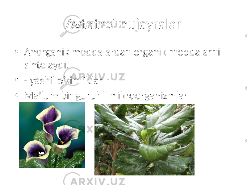 Avtotrof hujayralar • Anorganik moddalardan organik moddalarni sintelaydi. • - yashil o’simliklar • Ma’lum bir guruhli mikroorganizmlar 