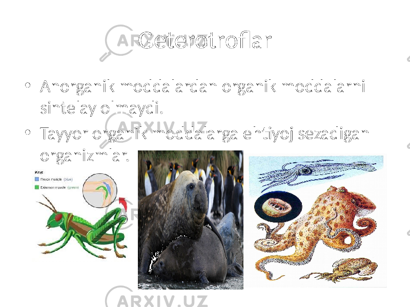 Geterotroflar • Anorganik moddalardan organik moddalarni sintelay olmaydi. • Tayyor organik moddalarga ehtiyoj sezadigan organizmlar. 