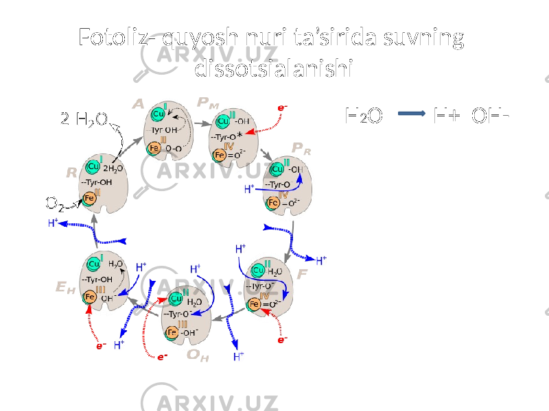 Fotoliz- quyosh nuri ta’sirida suvning dissotsialanishi H 2 O H+ OH- 