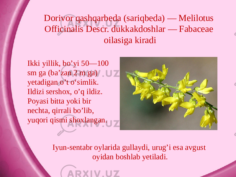 Dorivor qashqarbeda (sariqbeda) — Melilotus Officinalis Descr. dukkakdoshlar — Fabaceae oilasiga kiradi Ikki yillik, bo’yi 50—100 sm ga (ba’zan 2 m ga) yetadigan o’t o‘simlik. Ildizi sershox, o’q ildiz. Poyasi bitta yoki bir nechta, qirrali bo’lib, yuqori qismi shoxlangan. Iyun-sentabr oylarida gullaydi, urug’i esa avgust oyidan boshlab yetiladi. 