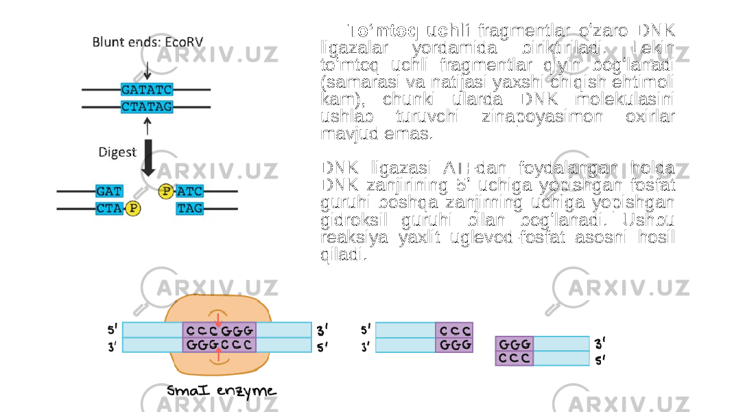 Toʻmtoq uchli fragmentlar oʻzaro DNK ligazalar yordamida biriktiriladi. Lekin toʻmtoq uchli fragmentlar qiyin bogʻlanadi (samarasi va natijasi yaxshi chiqish ehtimoli kam), chunki ularda DNK molekulasini ushlab turuvchi zinapoyasimon oxirlar mavjud emas. DNK ligazasi ATFdan foydalangan holda DNK zanjirining 5ʼ uchiga yopishgan fosfat guruhi boshqa zanjirning uchiga yopishgan gidroksil guruhi bilan bogʻlanadi. Ushbu reaksiya yaxlit uglevod-fosfat asosni hosil qiladi. 