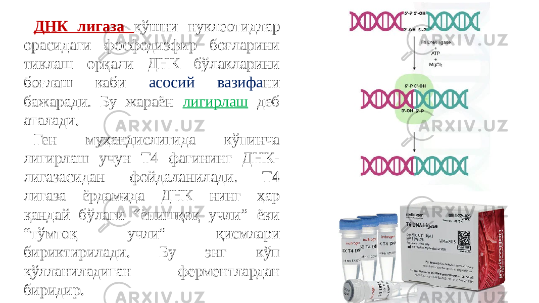 ДНК лигаза қўшни нуклеотидлар орасидаги фосфодиэфир боғларини тиклаш орқали ДНК бўлакларини боғлаш каби асосий вазифа ни бажаради. Бу жараён лигирлаш деб аталади. Ген муҳандислигида кўпинча лигирлаш учун Т4 фагининг ДНК- лигазасидан фойдаланилади. Т4 лигаза ёрдамида ДНК нинг ҳар қандай бўлаги “ёпишқоқ учли” ёки “тўмтоқ учли” қисмлари бириктирилади. Бу энг кўп қўлланиладиган ферментлардан биридир. 