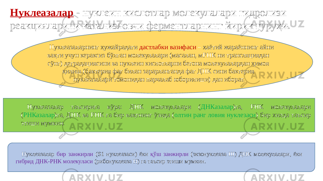 Нуклеазалар - нуклеин кислотлар молекулалари гидролизи реакцияларини катализловчи ферментларнинг йирик гуруҳи. Нуклеазаларнинг ҳужайрадаги дастлабки вазифаси – ҳаётий жараённинг айни вақти учун кераксиз бўлган молекулалари (масалан, мРНК ни трансляциядан сўнг) деградациясини ва нуклеин кислотларни бегона молекулалардан ҳимоя қилиш (бактерия фаг билан зарарланганда фаг ДНК сини бактерия нуклеазалари томонидан парчалаб юборилиши) дан иборат. Нуклеазалар таъсирига кўра: ДНК молекулалари ( ДНКазалар )га, РНК молекулалари ( РНКазалар )га, ДНК ва РНК га бир вақтнинг ўзида ( олтин ранг ловия нуклезаси ) бир хилда таъсир этиши мумкин. Нуклеазалар бир занжирли (S1 нуклеазаси) ёки қўш занжирли (экзонуклеаза III) ДНК молекулалари, ёки гибрид ДНК-РНК молекуласи (рибонуклеаза H) га таъсир этиши мумкин. 