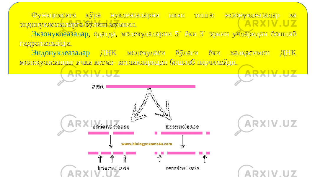 Функциясига кўра нуклеазаларни икки типга: экзонуклеазалар ва эндонуклеазаларга бўлиш мумкин. Экзонуклеазалар , одатда, молекулаларни 5 ¢ ёки 3 ¢ эркин учларидан бошлаб гидролизлайди. Эндонуклеазалар ДНК молекуласи бўлаги ёки халқасимон ДНК молекуласининг ички кетма- кетликларидан бошлаб парчалайди. 