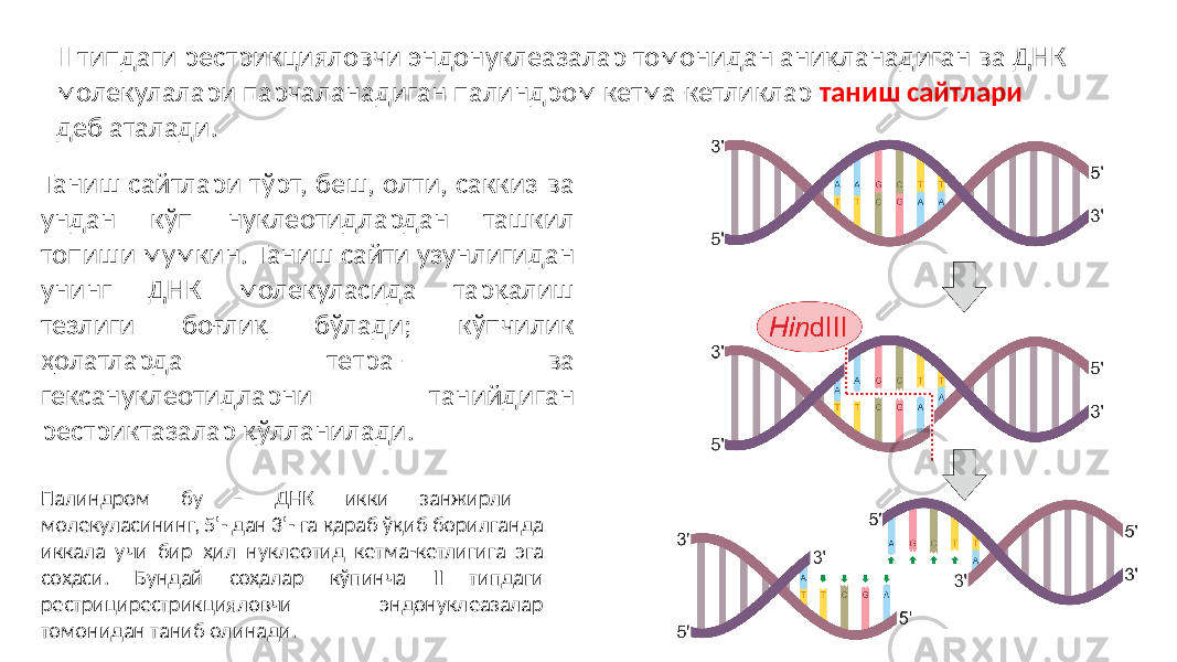 Палиндром бу – ДНК икки занжирли молекуласининг, 5&#39;- дан 3&#39;- га қараб ўқиб борилганда иккала учи бир ҳил нуклеотид кетма-кетлигига эга соҳаси. Бундай соҳалар кўпинча II типдаги рестрицирестрикцияловчи эндонуклеазалар томонидан таниб олинади. II типдаги рестрикцияловчи эндонуклеазалар томонидан аниқланадиган ва ДНК молекулалари парчаланадиган палиндром кетма-кетликлар таниш сайтлари деб аталади. Таниш сайтлари тўрт, беш, олти, саккиз ва ундан кўп нуклеотидлардан ташкил топиши мумкин. Таниш сайти узунлигидан унинг ДНК молекуласида тарқалиш тезлиги боғлиқ бўлади; кўпчилик ҳолатларда тетра- ва гексануклеотидларни танийдиган рестриктазалар қўлланилади. 