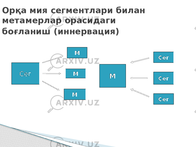 Орқа мия сегментлари билан метамерлар орасидаги боғланиш (иннервация) М М МСег М Сег Сег Сег 