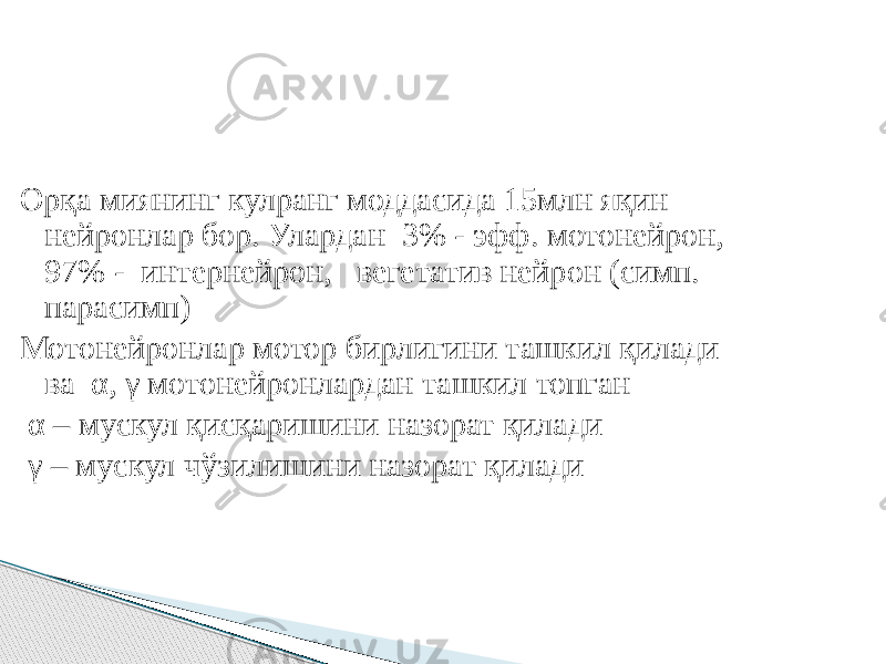 Орқа миянинг кулранг моддасида 15млн яқин нейронлар бор. Улардан 3% - эфф. мотонейрон, 97% - интернейрон, вегетатив нейрон (симп. парасимп) Мотонейронлар мотор бирлигини ташкил қилади ва α, γ мотонейронлардан ташкил топган α – мускул қисқаришини назорат қилади γ – мускул чўзилишини назорат қилади 