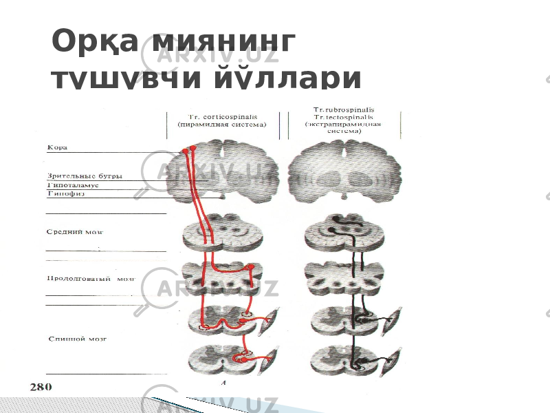 Орқа миянинг тушувчи йўллари 